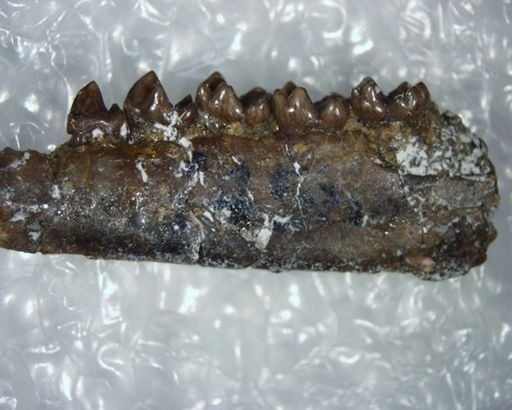 Bisonalveus browni