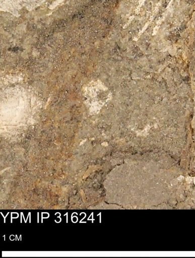 undet. Mollusca
