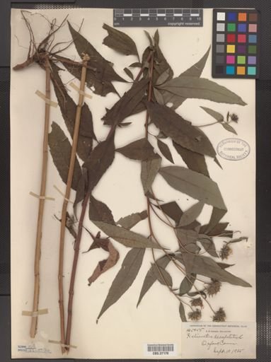 Helianthus decapetalus