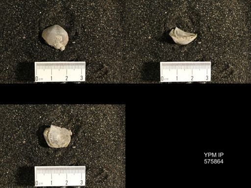Dinorthis subquadrata