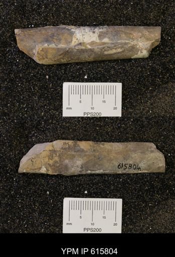 Baculites sp.