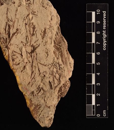 Cladophlebis sp.