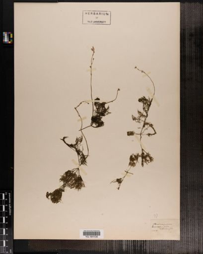 Plantae