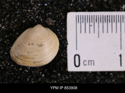 Limopsis striatopunctatus
