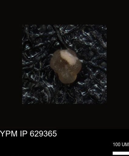 undet. Foraminiferida