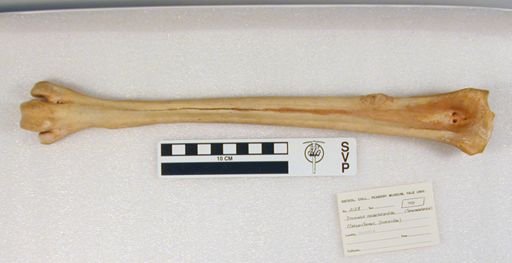 Dromaius novaehollandiae