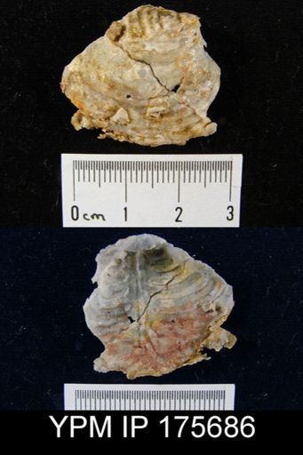 Leptodus sp.