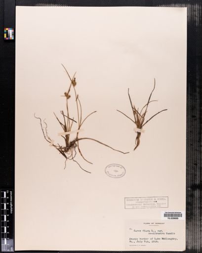 Carex flava