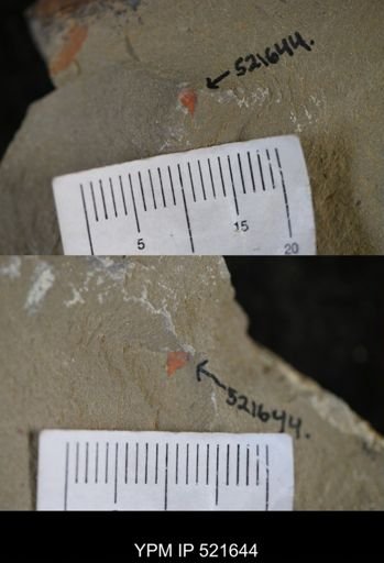 undet. Xiphosurida