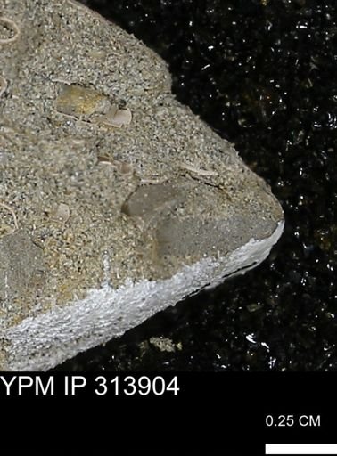 undet. Mollusca