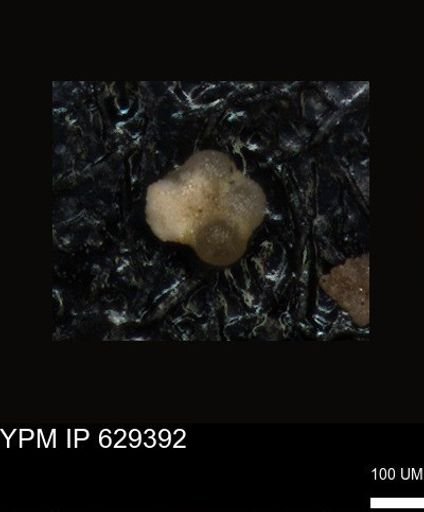 undet. Foraminiferida