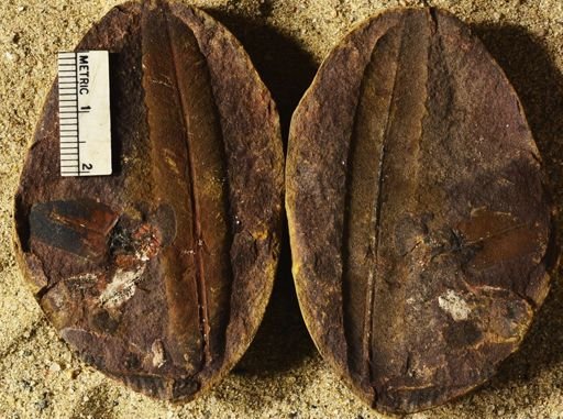 Pecopteris sp.
