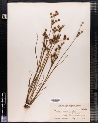 Juncus scirpoides