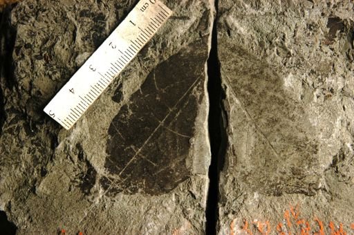 Hufelandia portoricensis