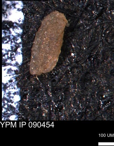 Miliammina manitobensis