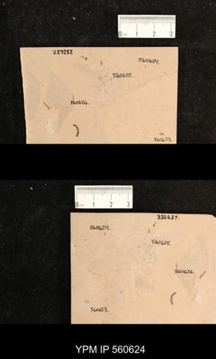 undet. Diptera