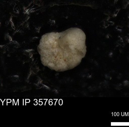 undet. Foraminiferida