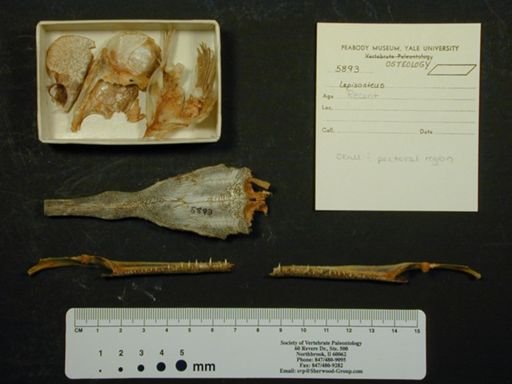 Atractosteus spatula