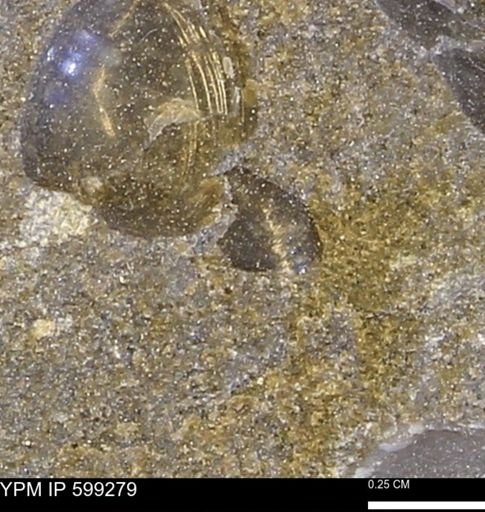 Protocardia subquadrata