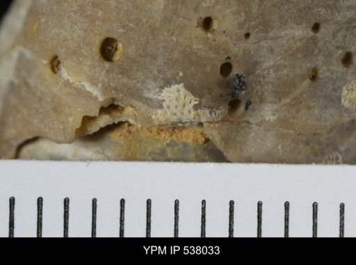 undet. Bryozoa