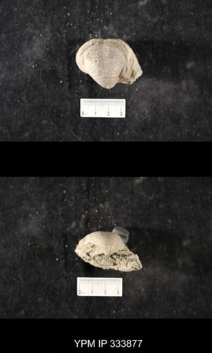 Echinoconchus sp.