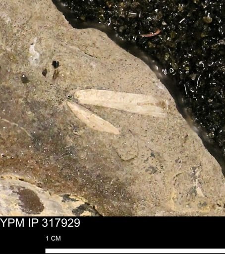 undet. Mollusca