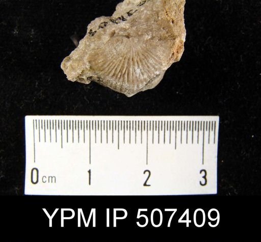 Strophodonta demissa