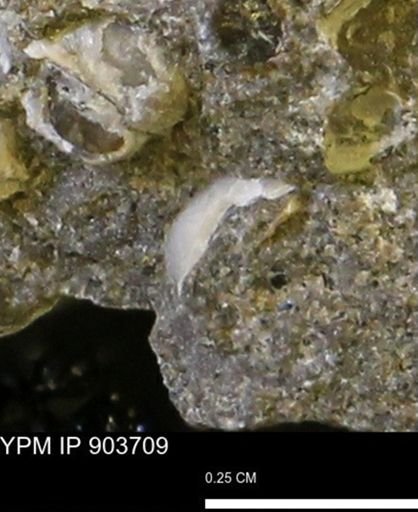 Corbulamella?