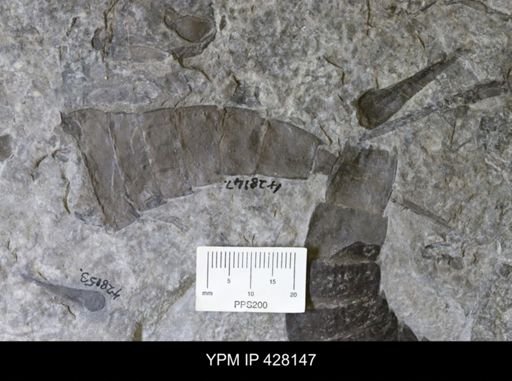 undet. Eurypterida