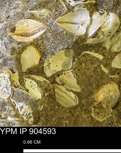 Corbulamella sp.