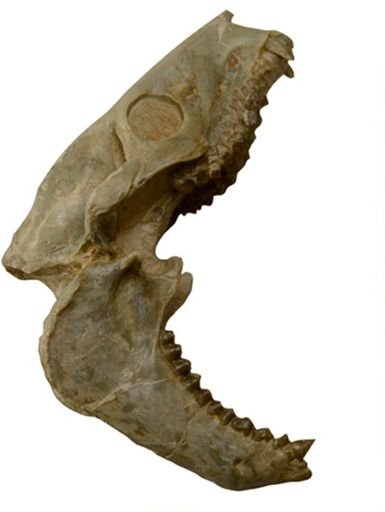 Miniochoerus (Paraminiochoerus) gracilis