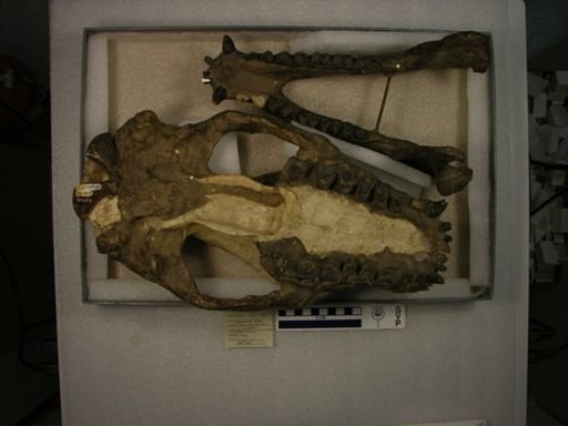 Barylambda faberi