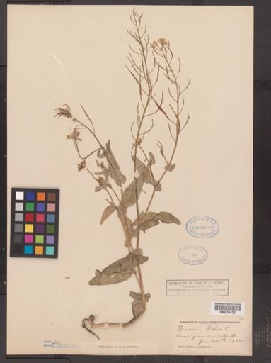 Brassica napus
