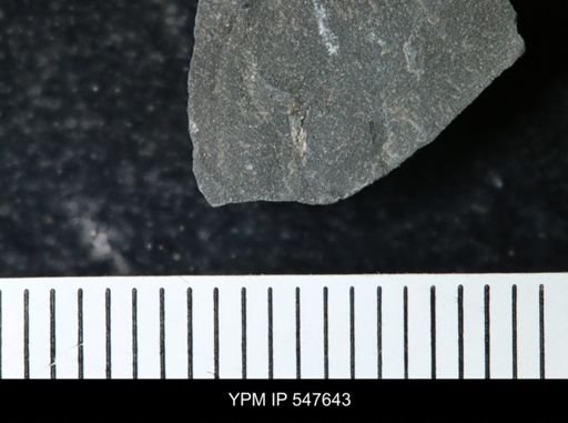 undet. Eurypterida