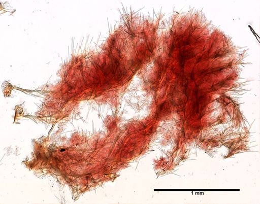 Clathria prolifera