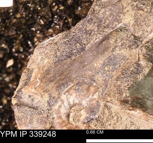 undet. Mollusca