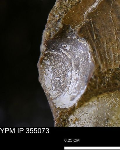 Bivalvia