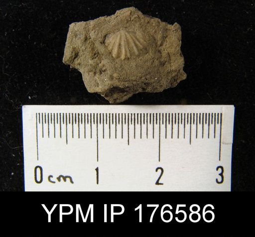 Fasciculatia greenlandicus