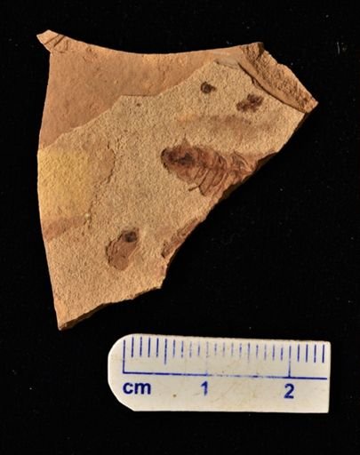 Azolla primaeva