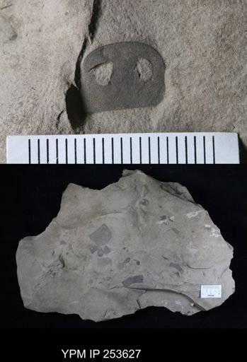 Eurypterus sp.