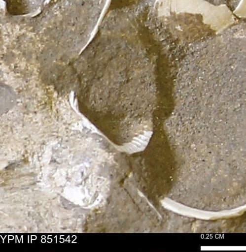 Limopsis striatopunctatus