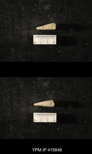 Conularia crustula