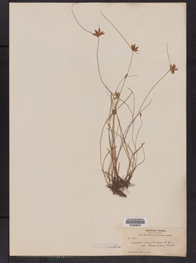 Cyperus