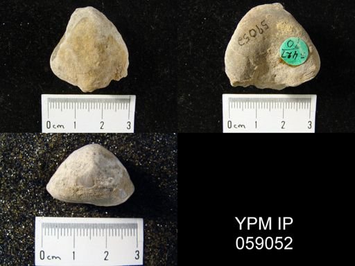 Meristella atoka