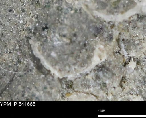 Protocardia subquadrata