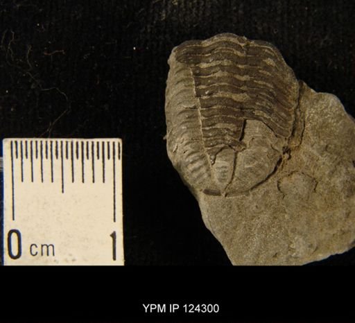 Phacops rana