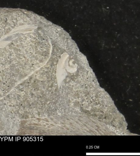 undet. Gastropoda