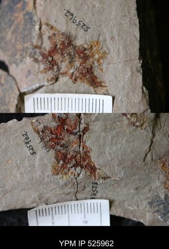 undet. Asterozoa
