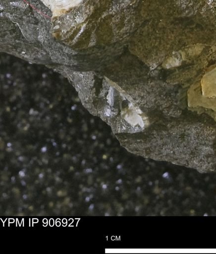 undet. Bivalvia