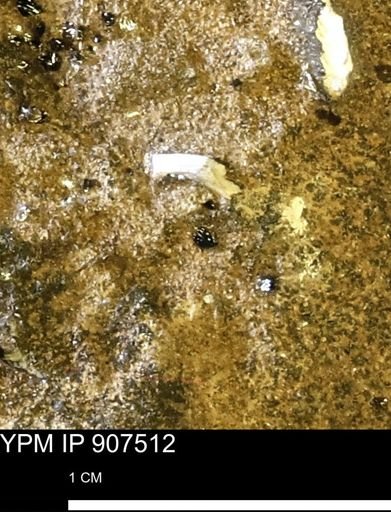 undet. Mollusca